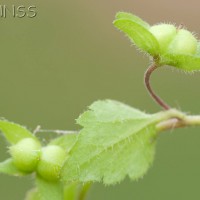 Green Field-speedwell